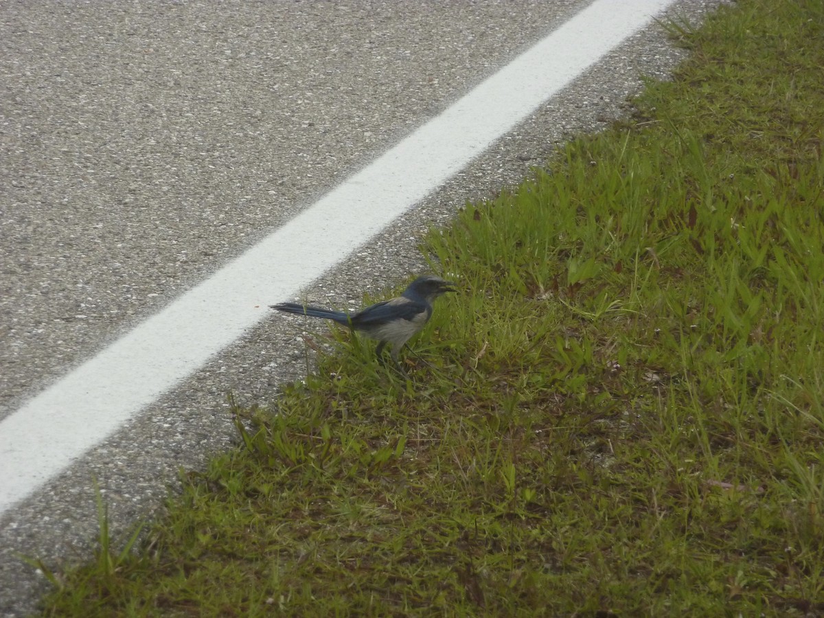 Florida Scrub-Jay - ML639914281