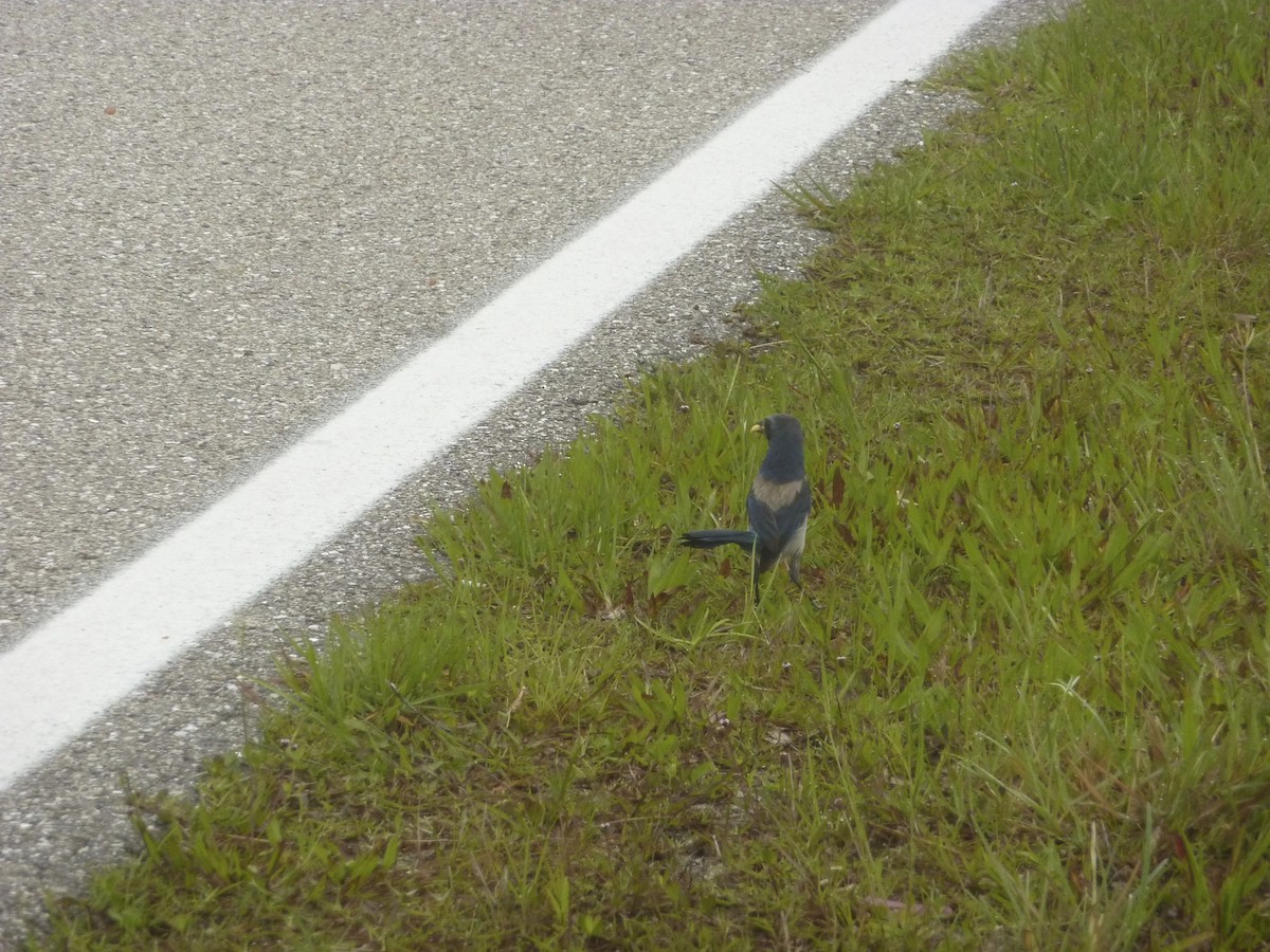 Florida Scrub-Jay - ML639914282