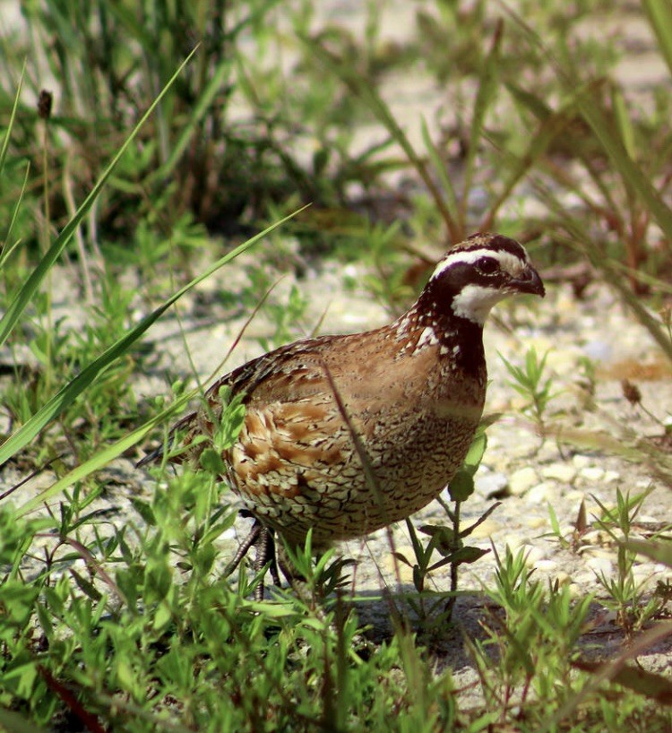 Northern Bobwhite - ML639914362