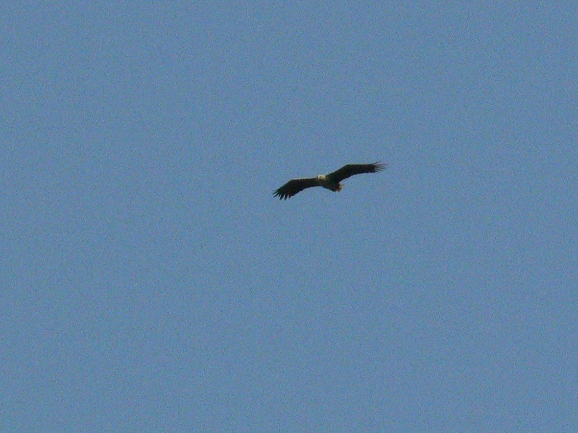 White-tailed Eagle - ML639914397