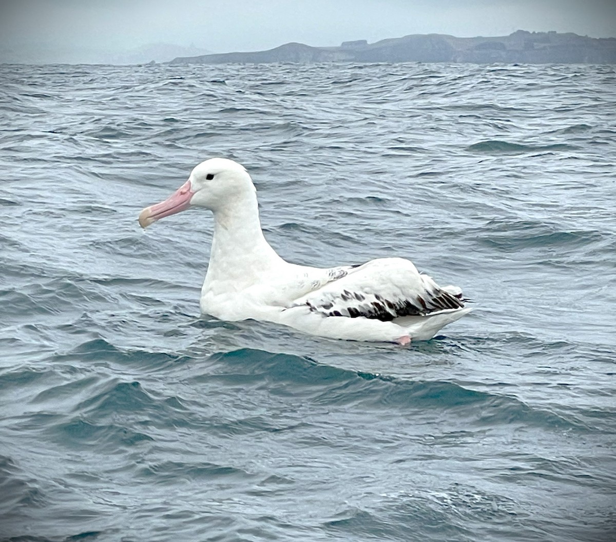 kongealbatross - ML639914400