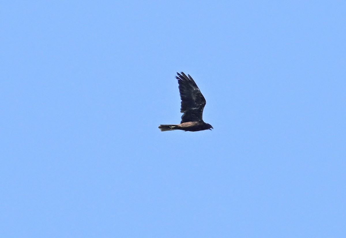 Western Marsh Harrier - ML639914407