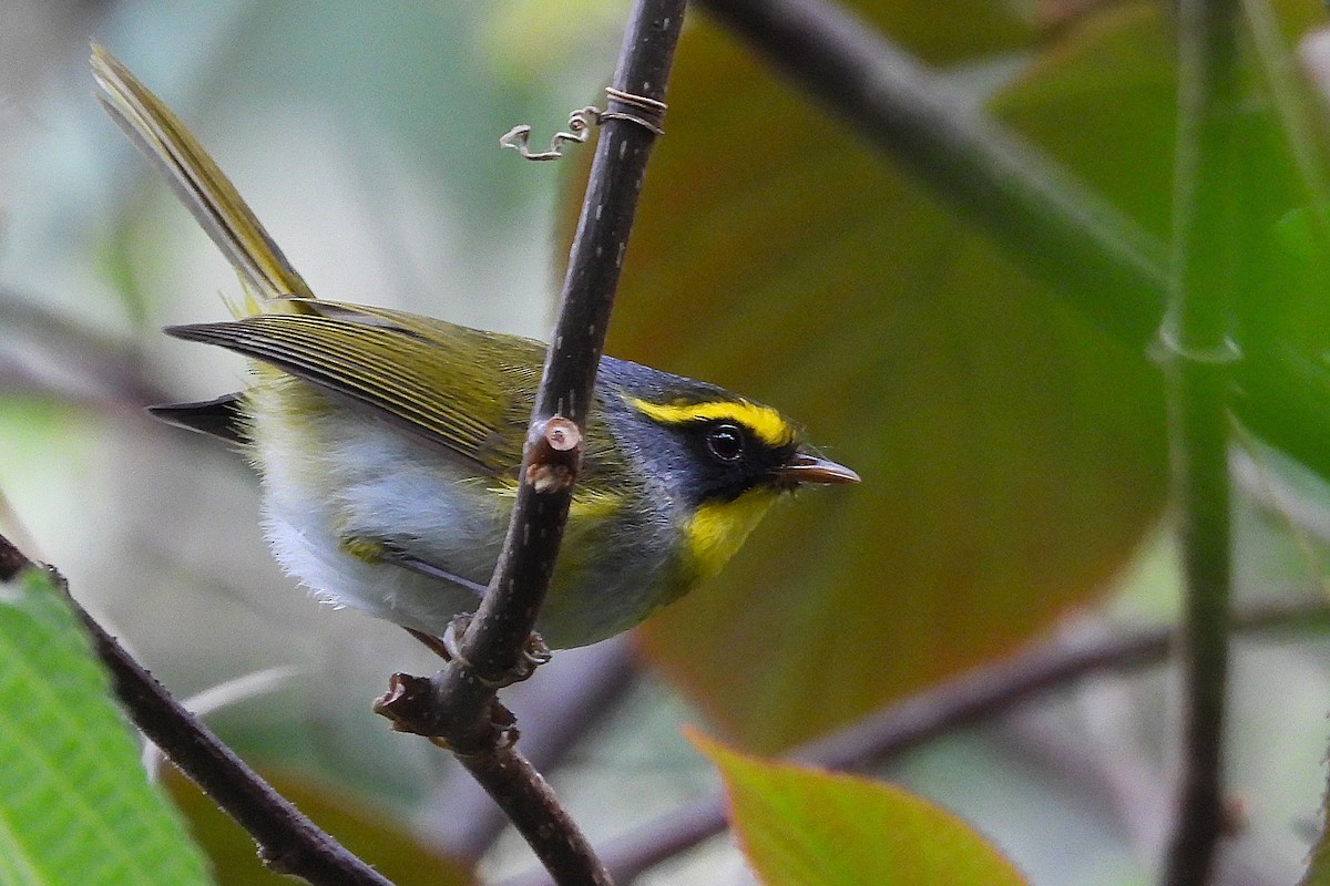 Black-faced Warbler - ML639914467