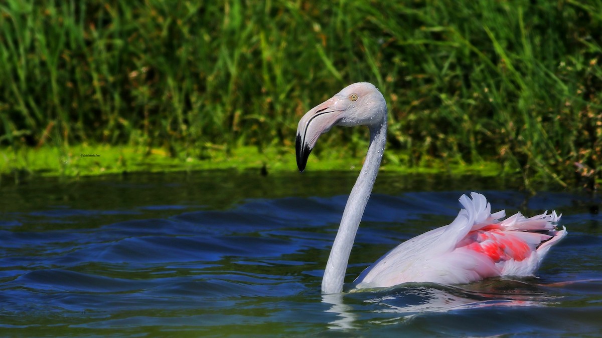 Greater Flamingo - ML639914529