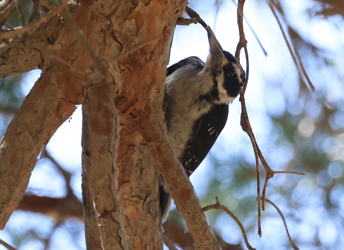 Hairy Woodpecker - ML639914595