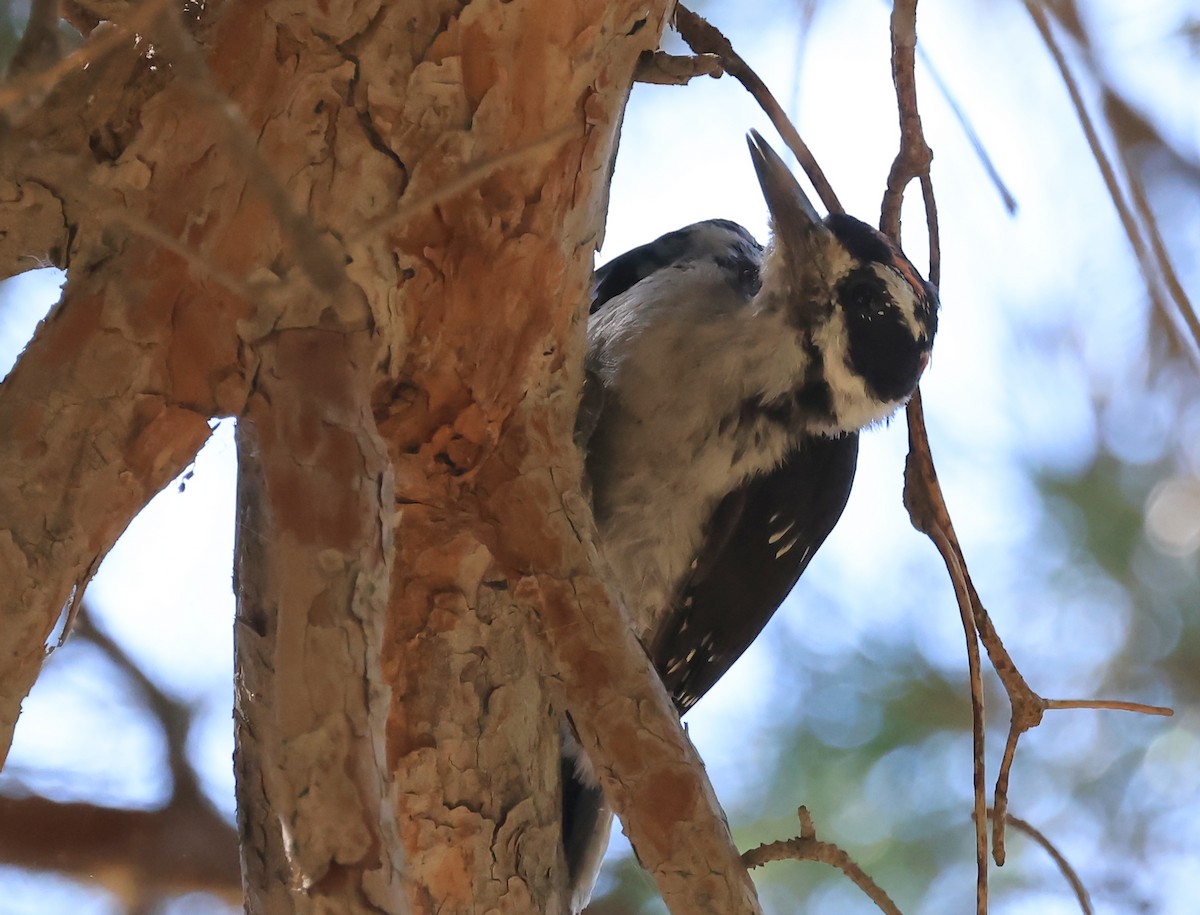 Hairy Woodpecker - ML639914596