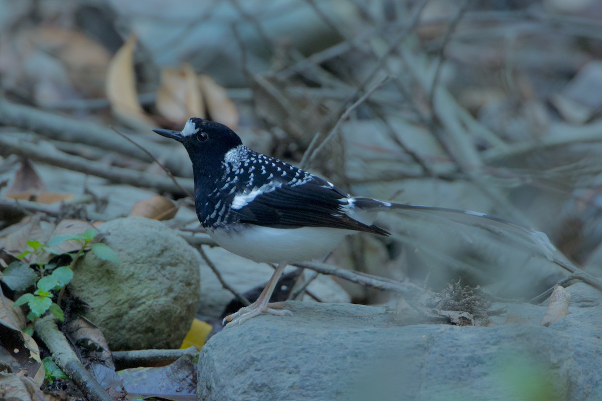 Spotted Forktail - ML639914650