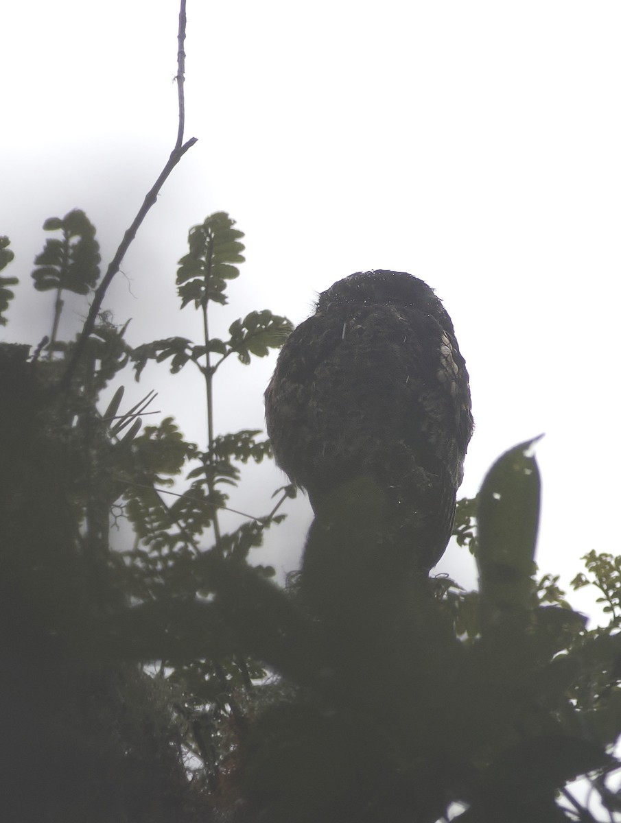 Andean Potoo - ML639914675