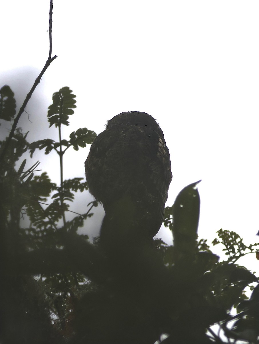 Andean Potoo - ML639914681