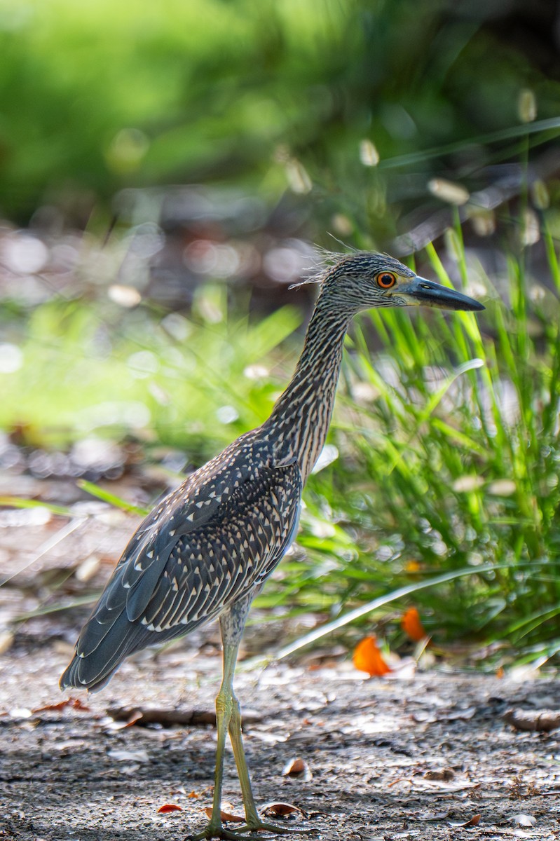Yellow-crowned Night Heron - ML639914701