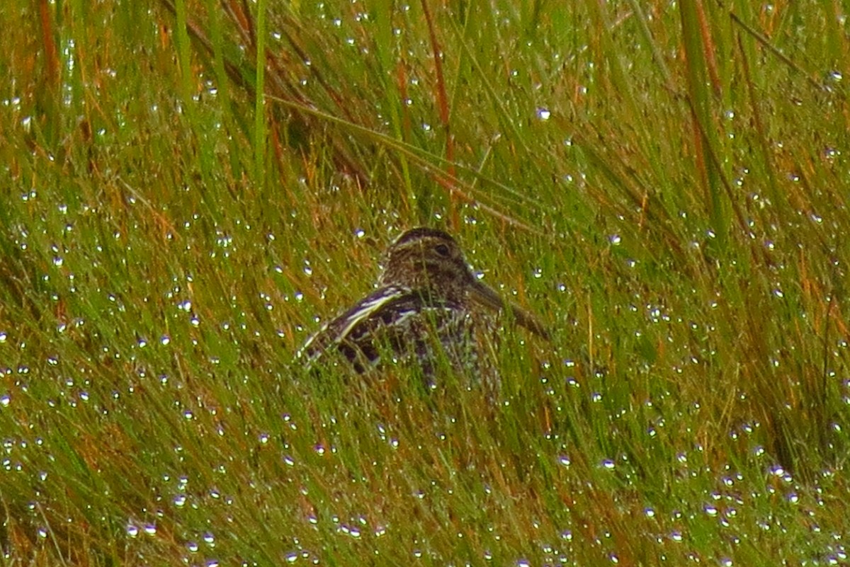 Noble Snipe - ML639914721