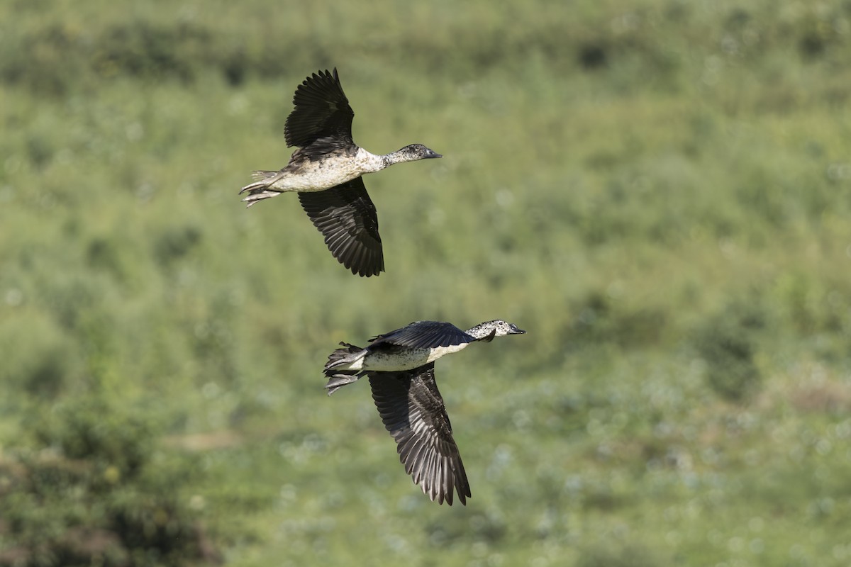 Comb Duck - ML639914753