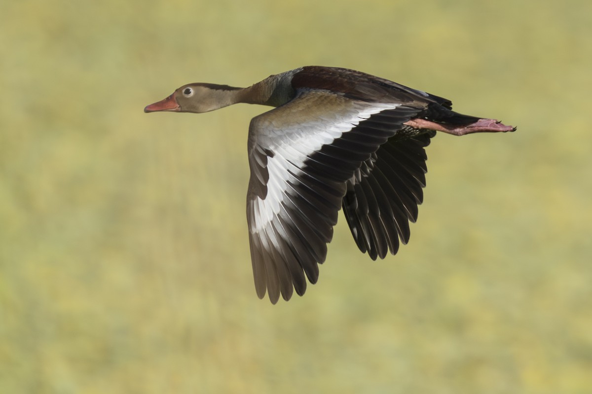 Black-bellied Whistling-Duck - ML639914759