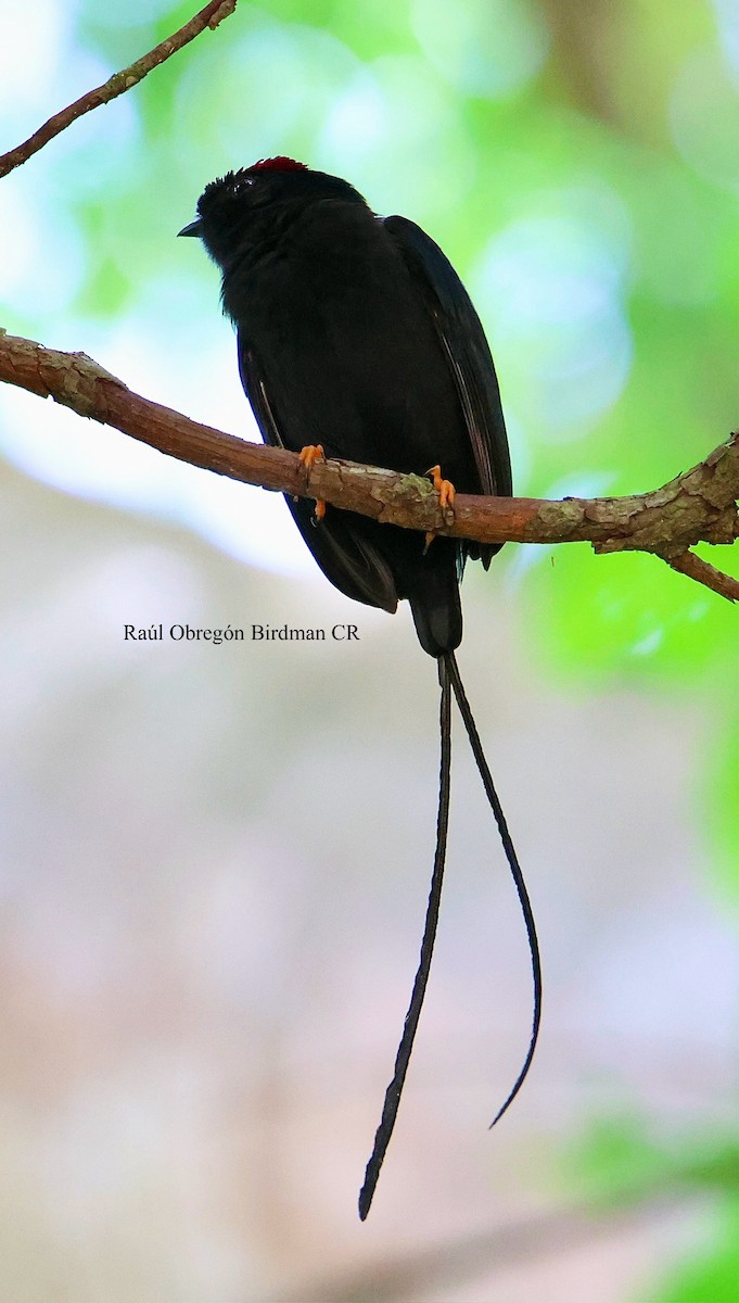 Long-tailed Manakin - ML639914807