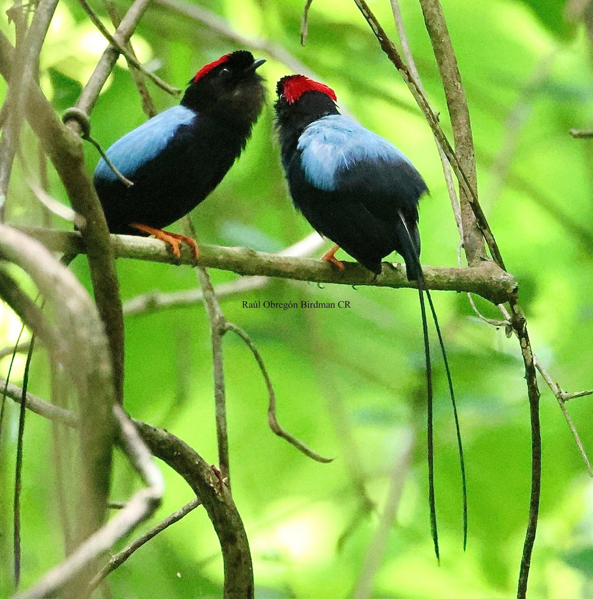 Long-tailed Manakin - ML639914808