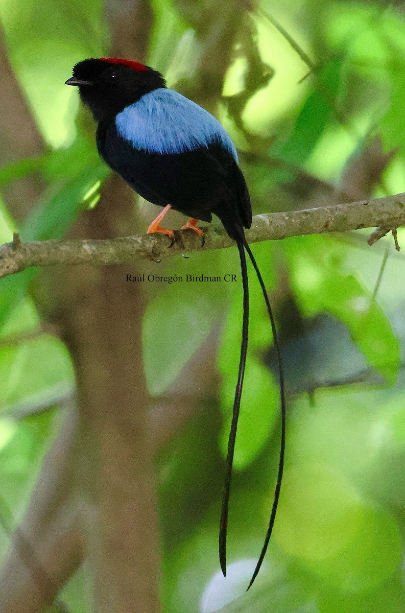 Long-tailed Manakin - ML639914809