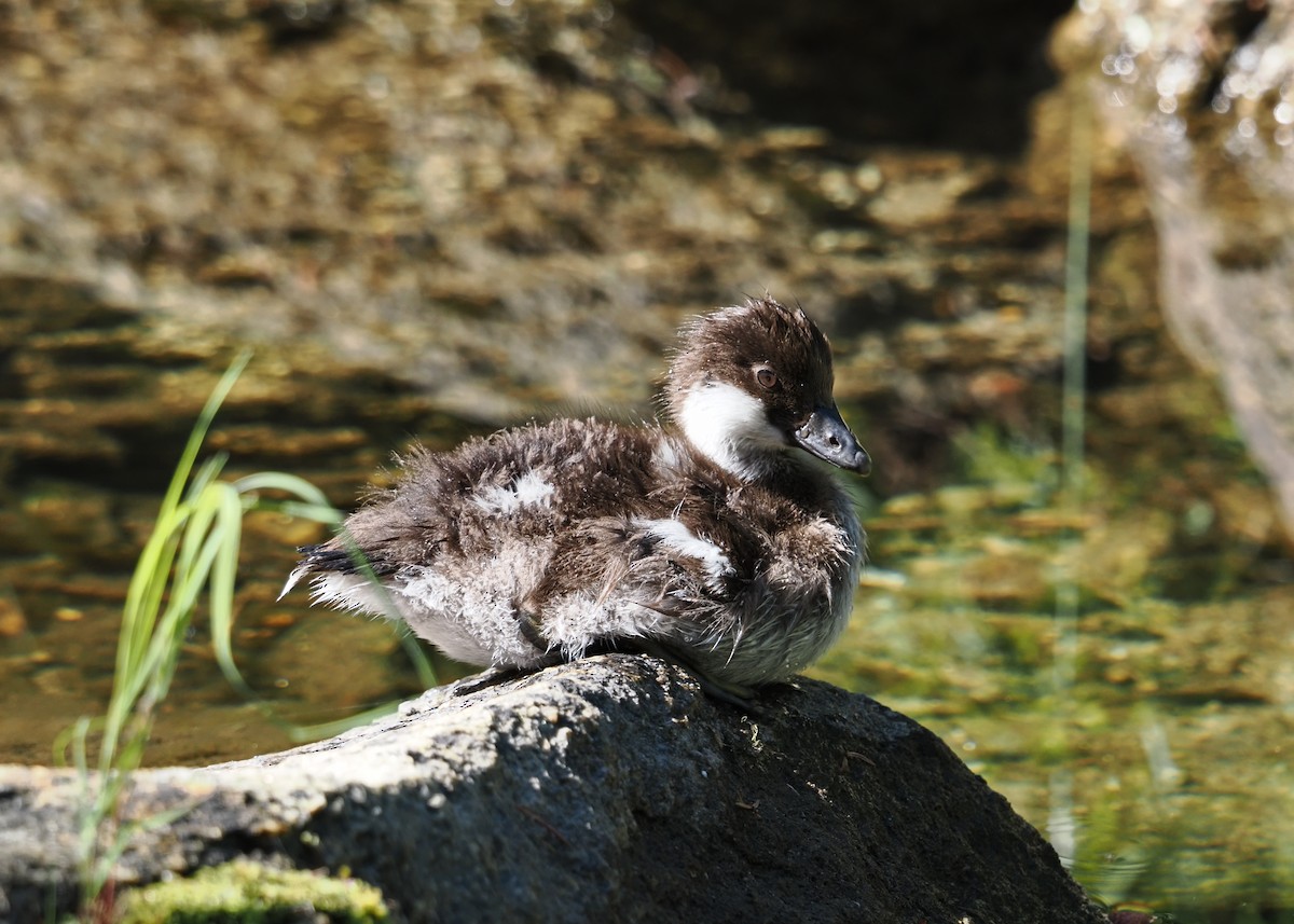 Murgilari urrebegia - ML639914854