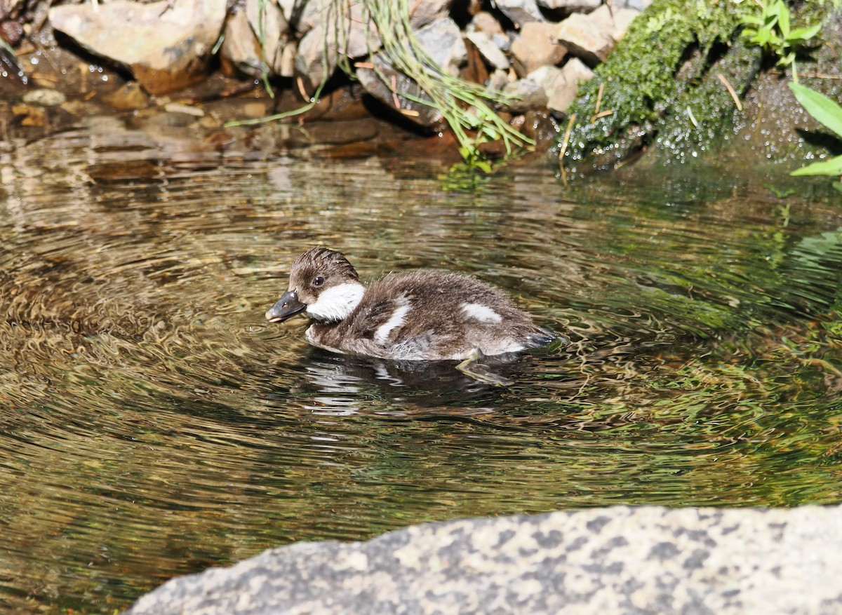 Murgilari urrebegia - ML639914855