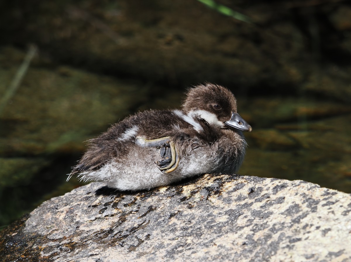 Murgilari urrebegia - ML639914857