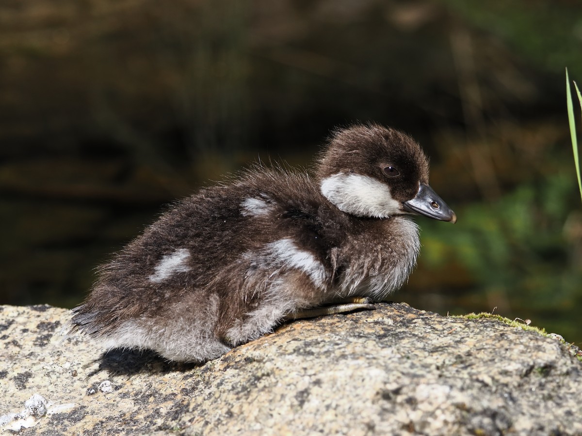 Murgilari urrebegia - ML639914859