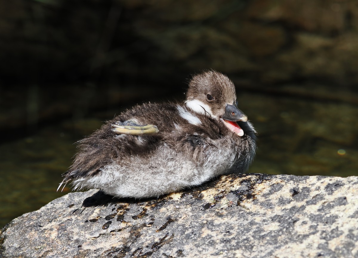 Murgilari urrebegia - ML639914860