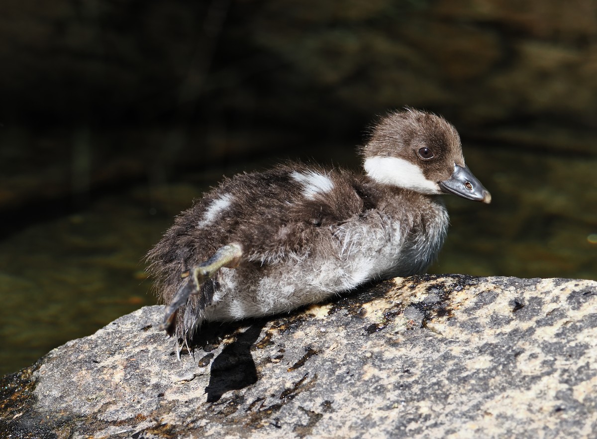 Murgilari urrebegia - ML639914861