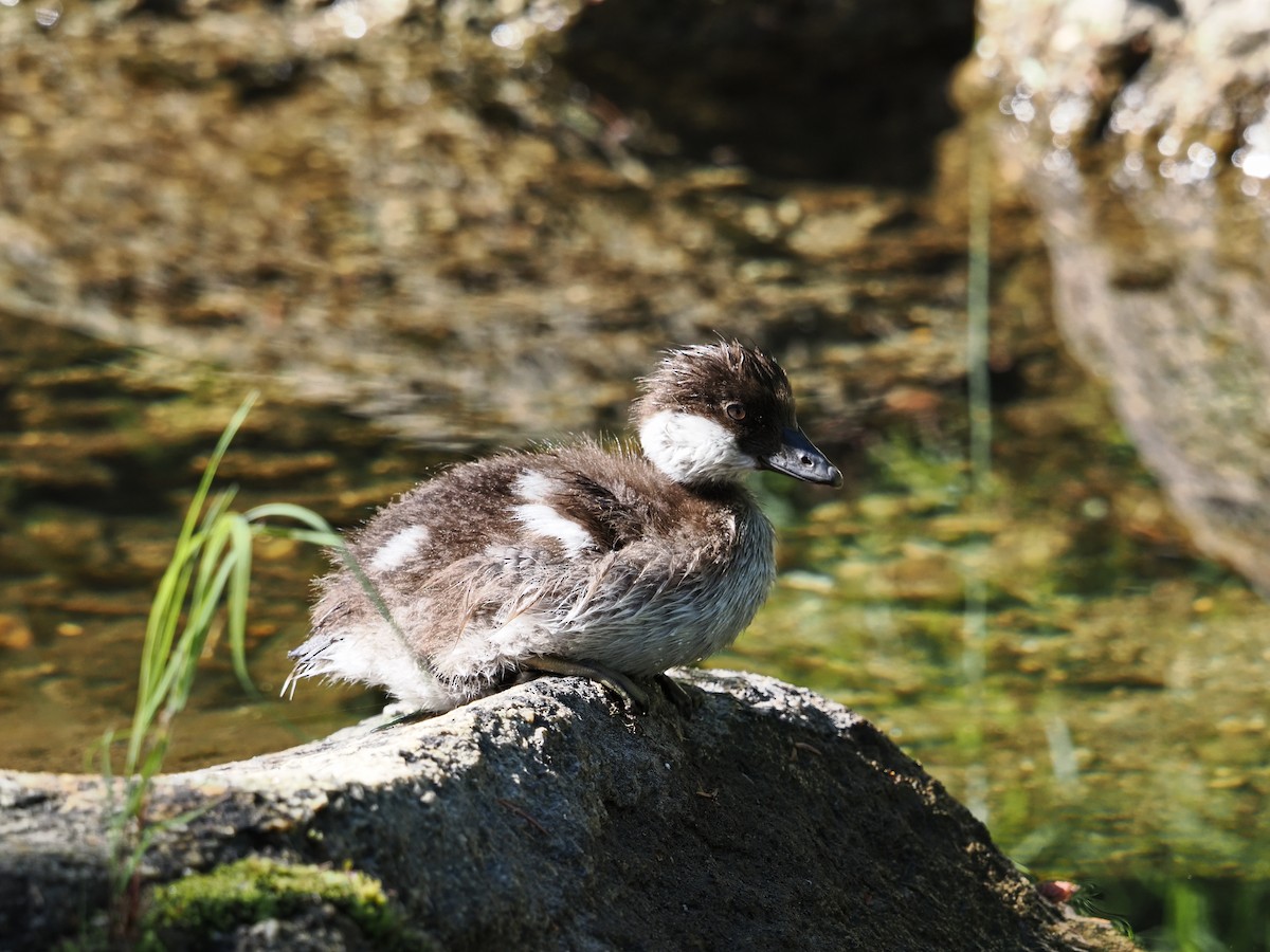 Murgilari urrebegia - ML639914862