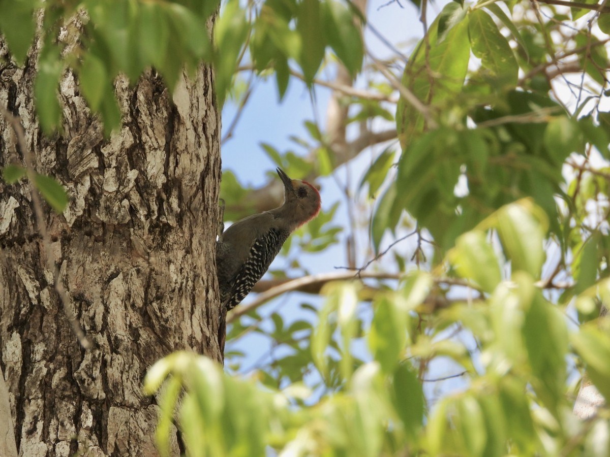 Yucatan Woodpecker - ML639914880