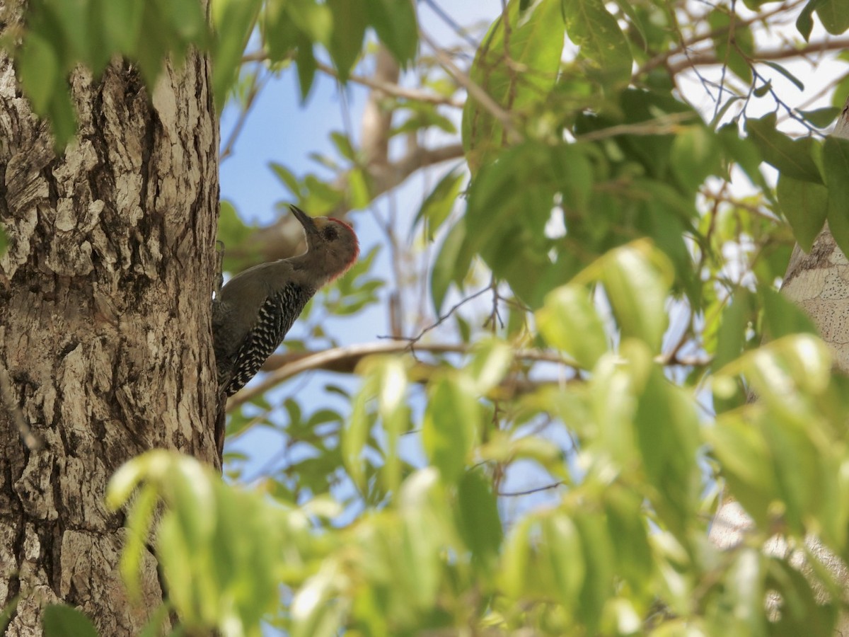 Yucatan Woodpecker - ML639914881