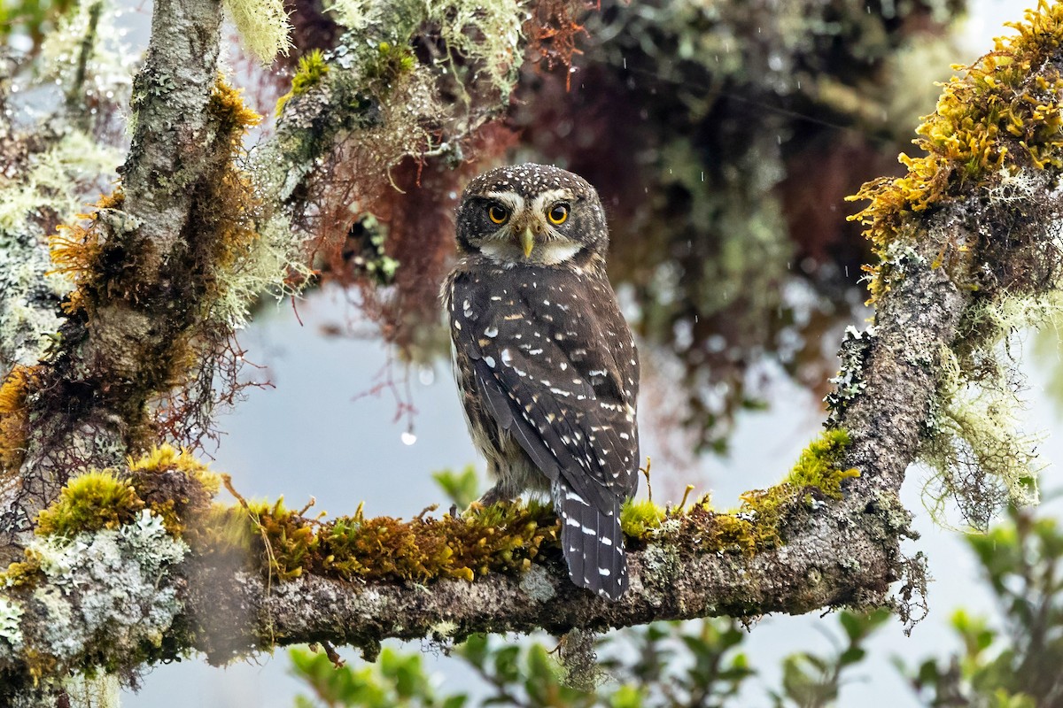 Yungas Pygmy-Owl - ML639914915