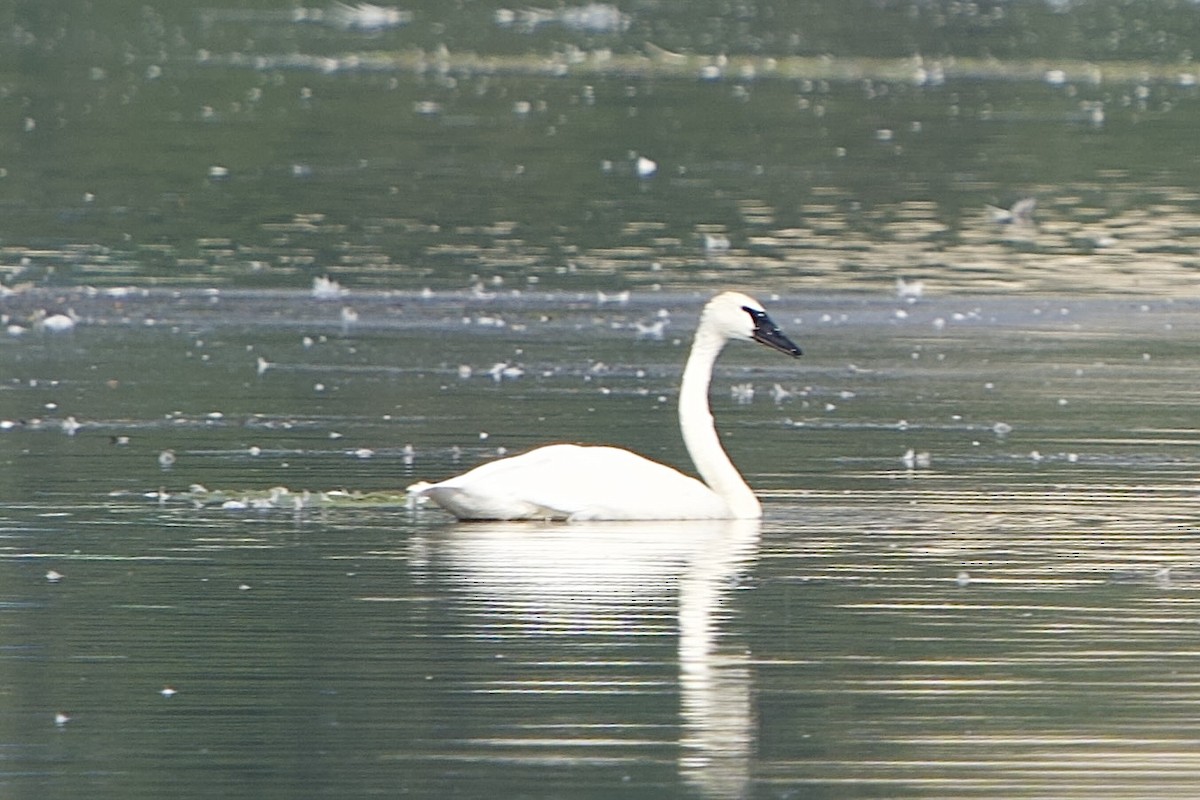 Cygne trompette - ML639914974