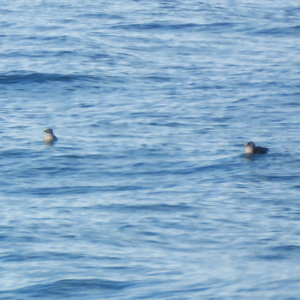 Rhinoceros Auklet - ML639914976
