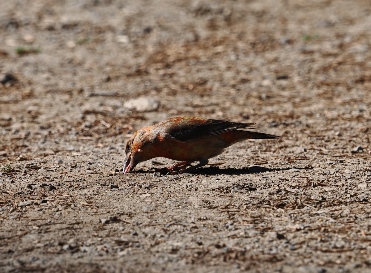 Mokoker arrunta - ML639914994