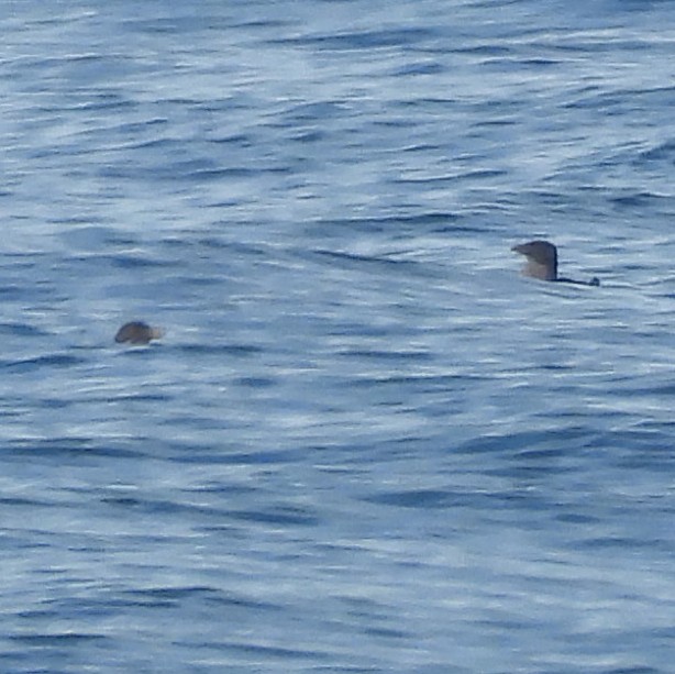 Rhinoceros Auklet - ML639914995