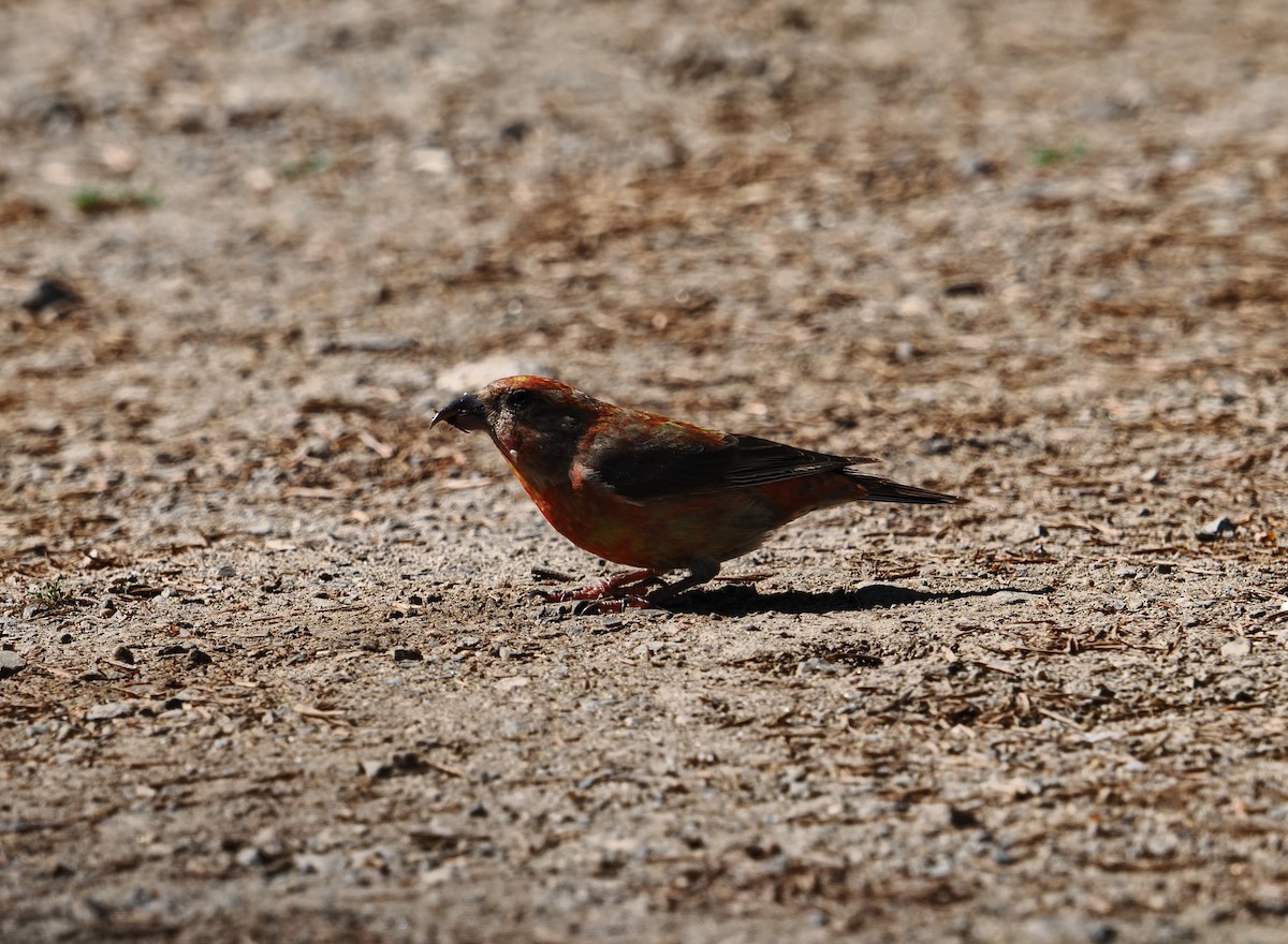 Mokoker arrunta - ML639915001