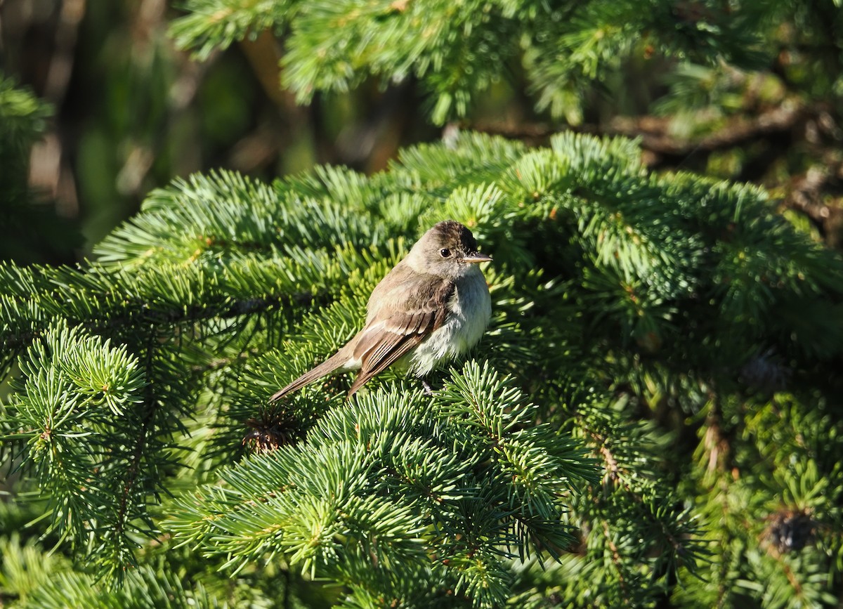 Willow Flycatcher - ML639915002