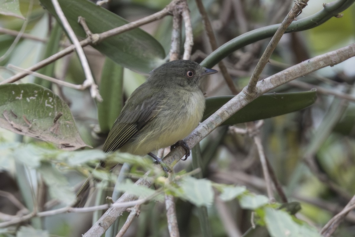Sulphur-bellied Tyrant-Manakin - ML639915003