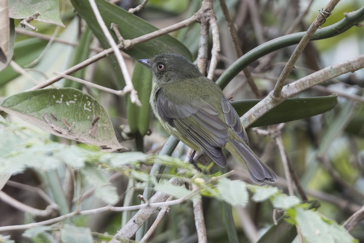 Sulphur-bellied Tyrant-Manakin - ML639915004