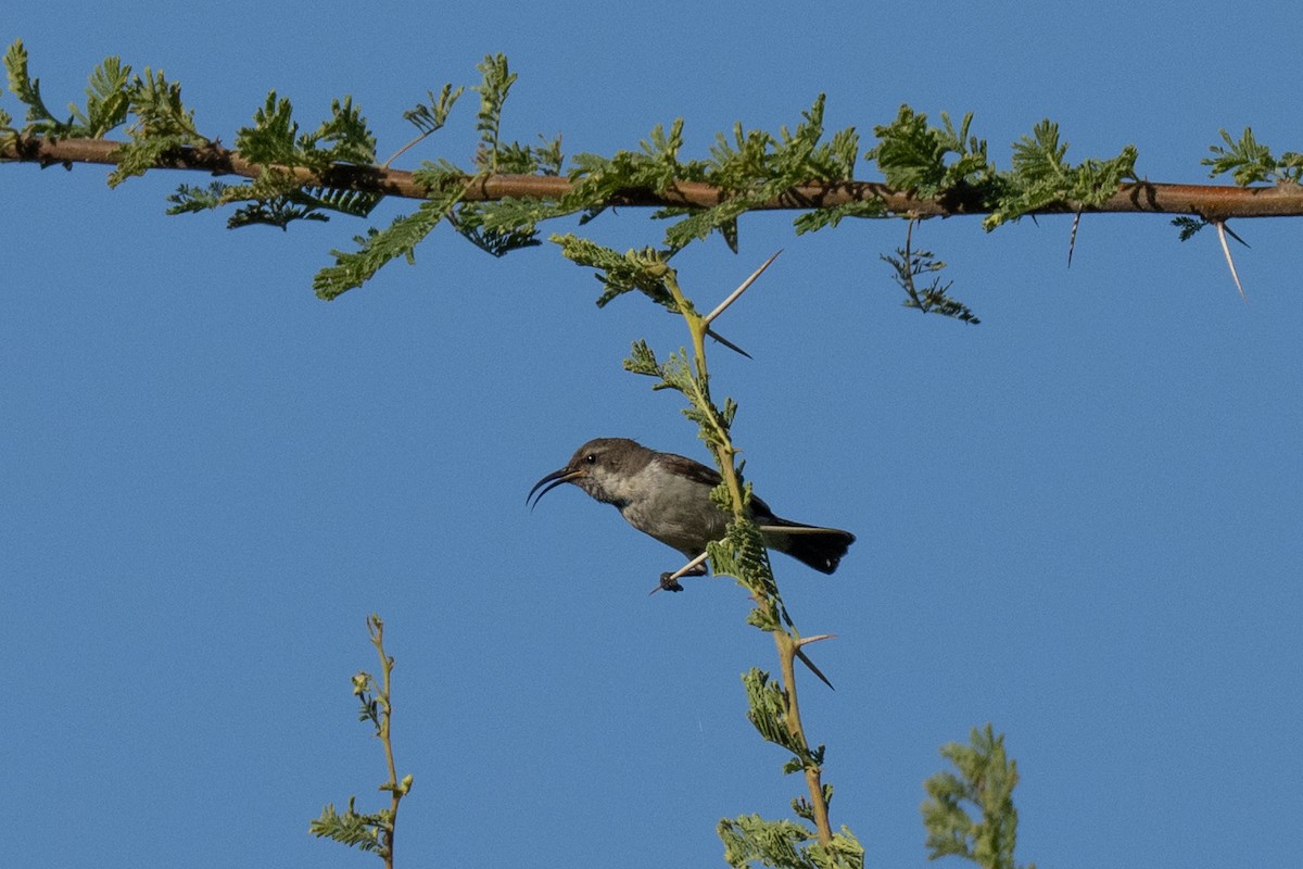 sunbird sp. - ML639915016