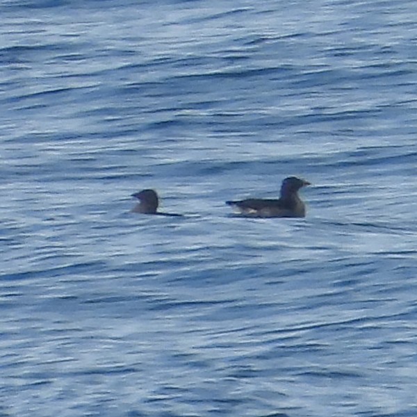 Rhinoceros Auklet - ML639915017