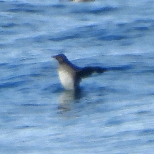 Rhinoceros Auklet - ML639915033