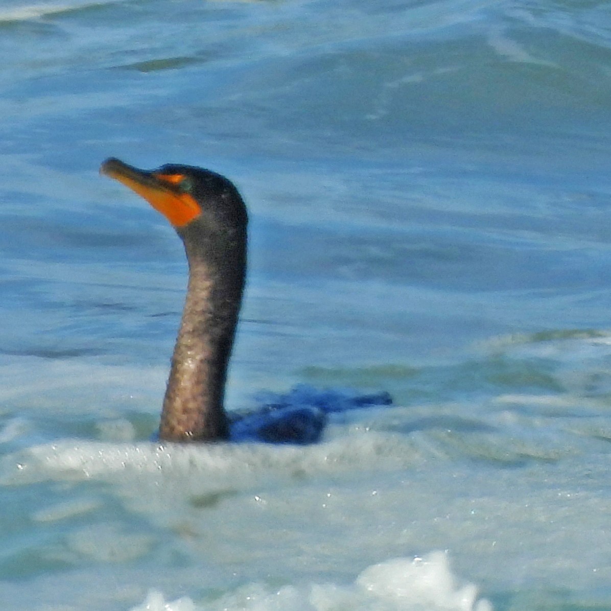 Double-crested Cormorant - ML639915042