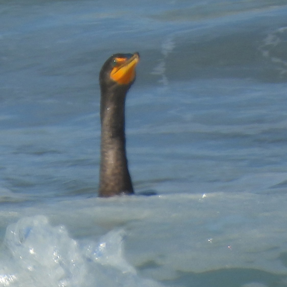 Double-crested Cormorant - ML639915051