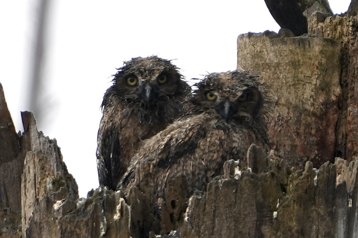 Great Horned Owl - ML639915088