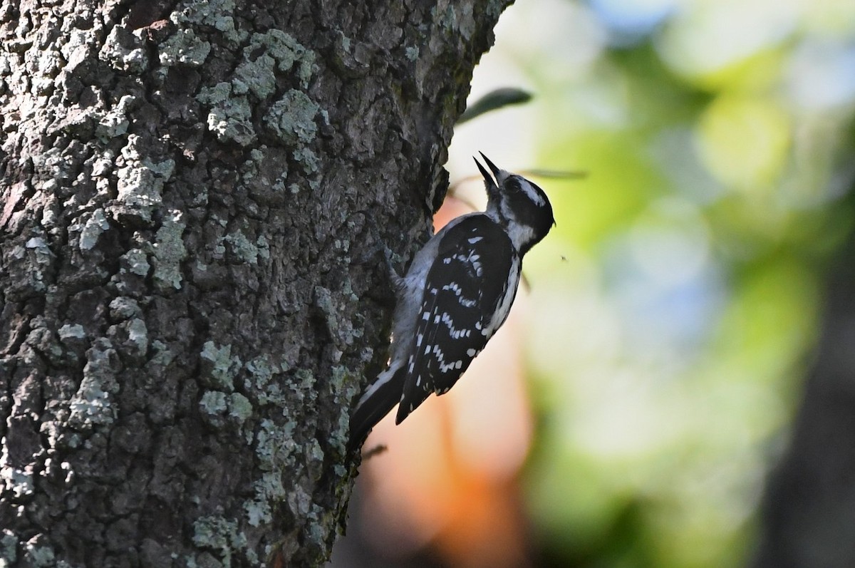 Downy Woodpecker - ML639915103
