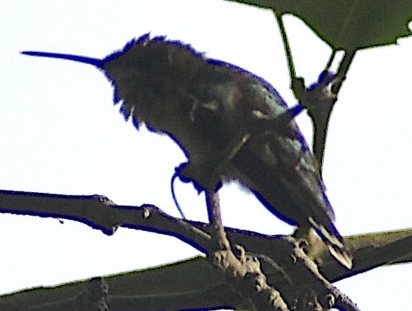 Ruby-throated Hummingbird - ML639915137