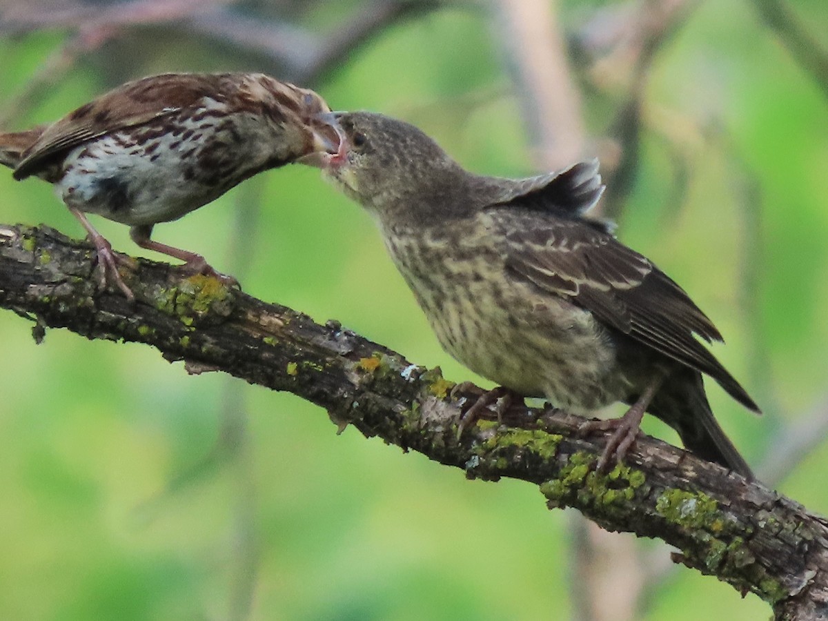 Brown-headed Cowbird - ML639915154