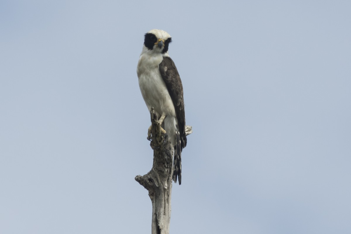 Laughing Falcon - ML639915155