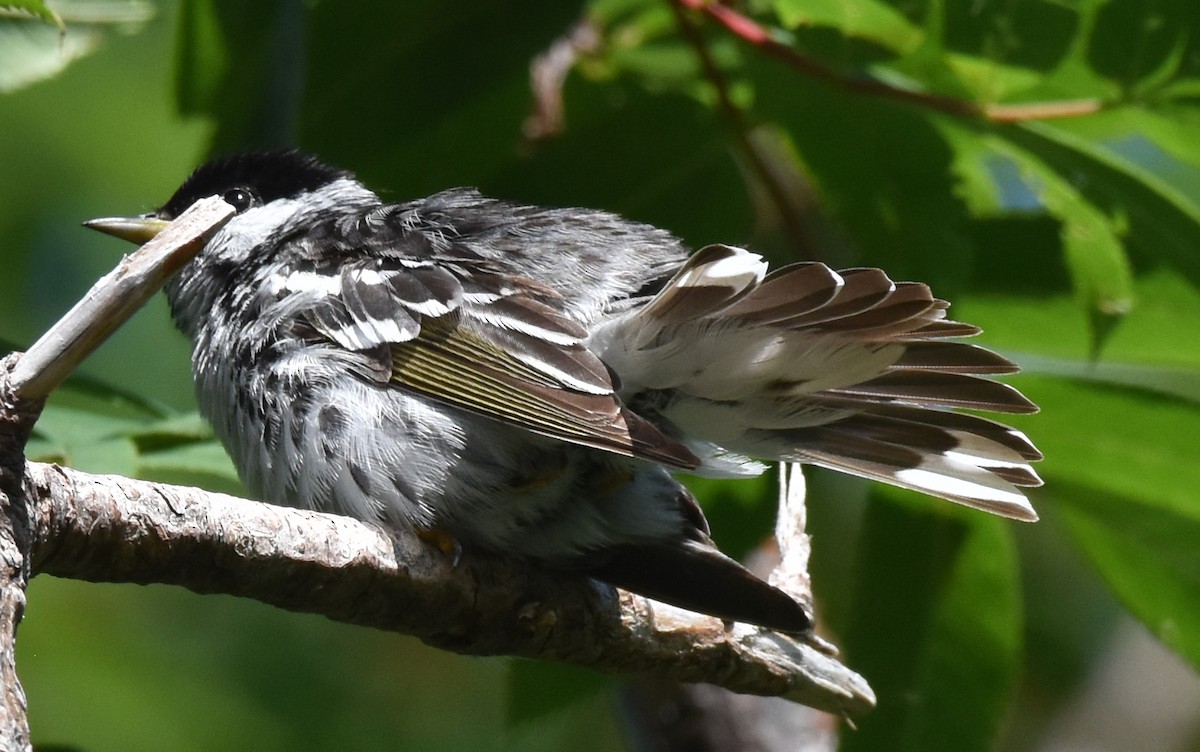 Blackpoll Warbler - ML639915191