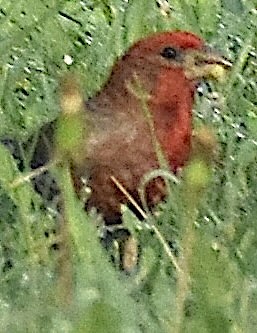 House Finch - ML639915270